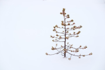 Small ugly pine alone in snow