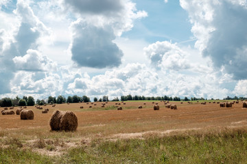 Obraz premium Landscape with straw bales in summer