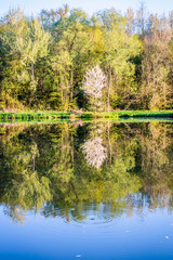 Fototapeta premium Printemps au bord de l'étang de pêche