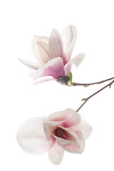 Obraz na płótnie Canvas Beautiful pink magnolia flower