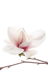 Beautiful pink magnolia flower