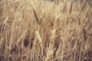 Wheat Beards. Close up image of a wheat field showing beards and kernels of the wheat plant. 