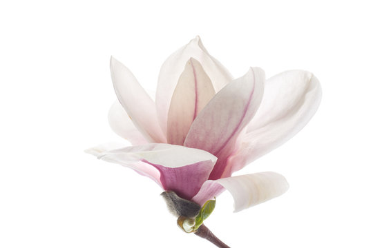 Fototapeta Beautiful pink magnolia flower