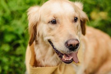 red dog Labrador on green background - 144361531