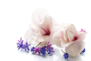 Fototapeta na wymiar Set of spring flowers with magnolia