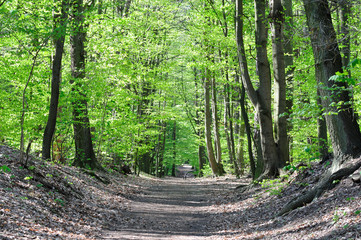 Leśna ścieżka. © konik60