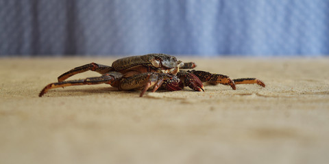 Crab