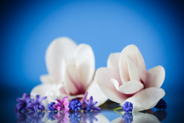 Naklejka na ściany i meble Set of spring flowers with magnolia