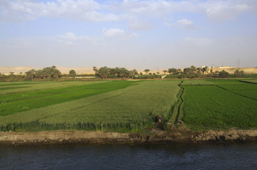 Fototapeta na wymiar Landwirtschaft im Niltal bei Beni Suef