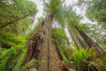 Beautiful texture of bark of old redwood. Huge sequoias on the background of the blue sky. Amazing green forest of sequoia. Redwood national and state parks. California, USA