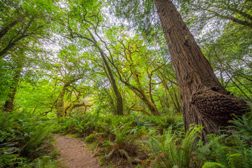 Green thickets in the forest of old-growth sequoias. Beautiful ferns grow between huge trees. Redwood national and state parks. California, USA