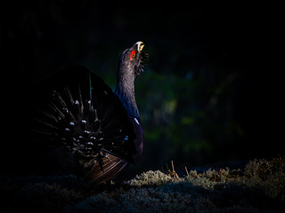 Wood Grouse's Sunbeam