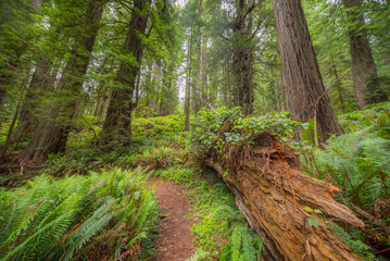 Obraz premium Green thickets in the forest of old-growth sequoias. Beautiful ferns grow between huge trees. Redwood national and state parks. California, USA