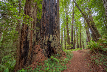 Green thickets in the forest of old-growth sequoias. Beautiful ferns grow between huge trees. Redwood national and state parks. California, USA