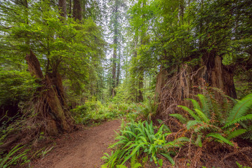 Green thickets in the forest of old-growth sequoias. Beautiful ferns grow between huge trees. Redwood national and state parks. California, USA