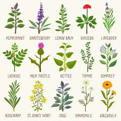 Herbs vector set