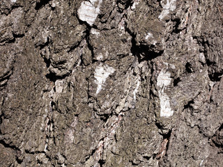 Horizontal Texture of bark old birch.