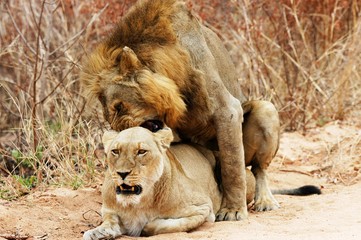 Lion couple in Kruger National Park South Africa