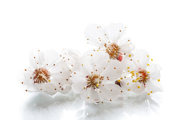 Branch of blooming spring apricots