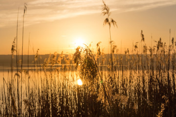 Schilf in goldenem Licht am Seeufer 