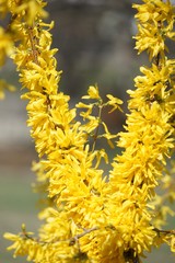 Frühlingserwachen in Südtirol - blühende Forsythien