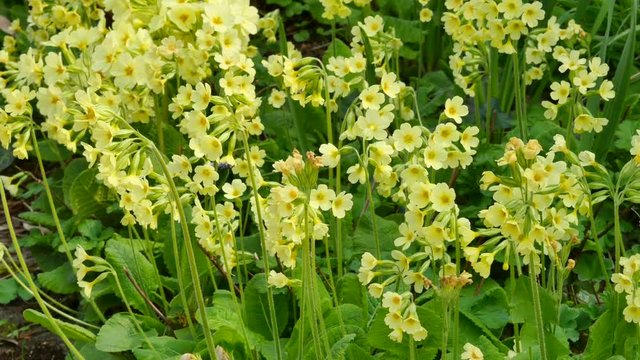 Primula elatior
