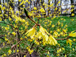 spring