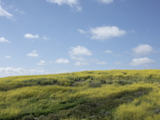 Fototapeta premium Yellow field