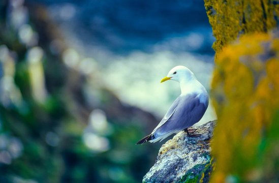 Dreizehenm&ouml;wen sitzt auf Felsstufe in Felswand,  K&uuml;ste zw. Hellnar und Arnarstapi, Halbinsel Sn&aelig;fellsnes, Island/ Iceland, Europa 