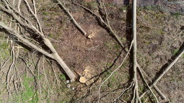 Aerial top down view flying forwards over destroyed cut forest showing the trunks of trees laying on the brown dead ground sad view of deforestation logging of area looks like environmental disaster