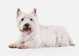 Dog. West Highland White Terrier on white background
