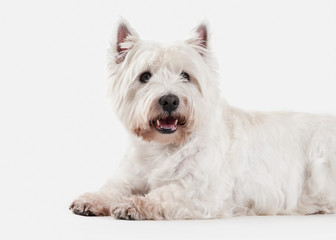 Dog. West Highland White Terrier on white background