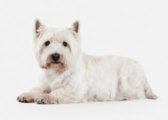 Dog. West Highland White Terrier on white background