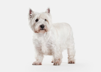 Dog. West Highland White Terrier on white background
