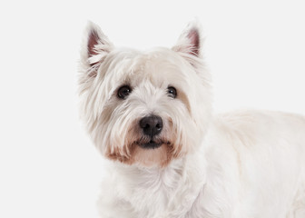 Dog. West Highland White Terrier on white background