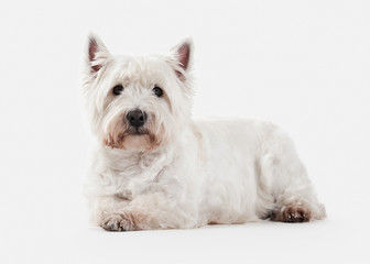 Dog. West Highland White Terrier on white background