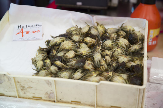 italian gastronomic Specialities, moleca little crab, Specialities of chioggia, venice italy, exported in japan