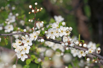 Цветущая слива в саду