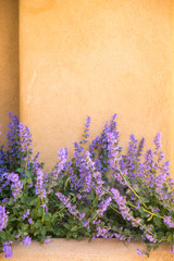 purple flowers against an orange wall