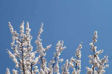 Branches of a blooming apricot on a blue sky background