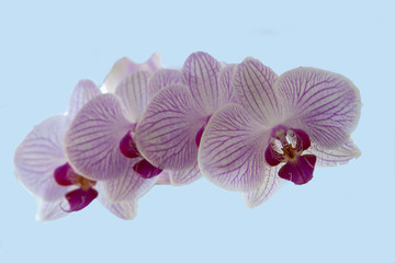 High Key Orchid