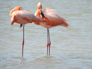 Pink Flamingos Looking for Food