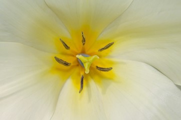 Obraz na płótnie Canvas Tulips White