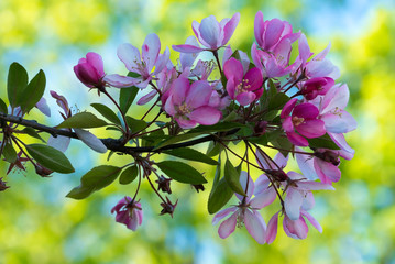 Розовые цветки японской вишни распускаются весной. Красивые цветы на ветках сакуры на фоне голубого неба.