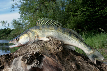 Zander / Fine looking zander