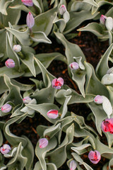 Tulip farm in the spring.