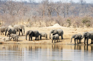 Elefants at Hwange National Park in Zimbabwe