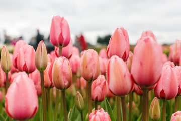 Tulip farm in the spring.
