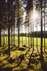 Sun's rays make their way through the trunks of trees in a pine forest