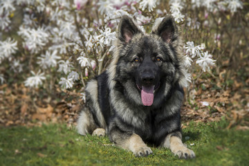 oud duitse herders hond